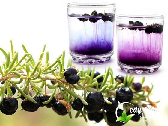 bao-quan-hac-ky-tu-tuoi